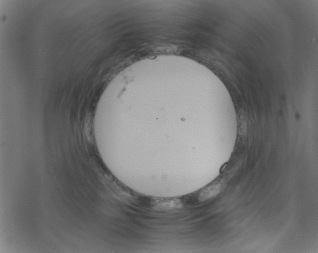 X0000077360185200611031855