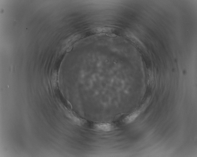 X0000077360189200611031855