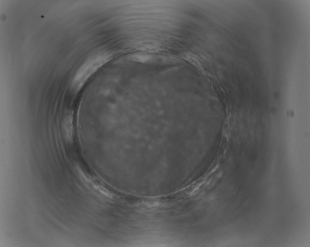 X0000077360194200611031855