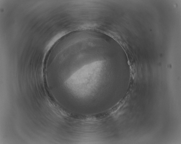 X0000077360196200611031855