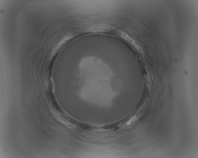 X0000077360203200611031854