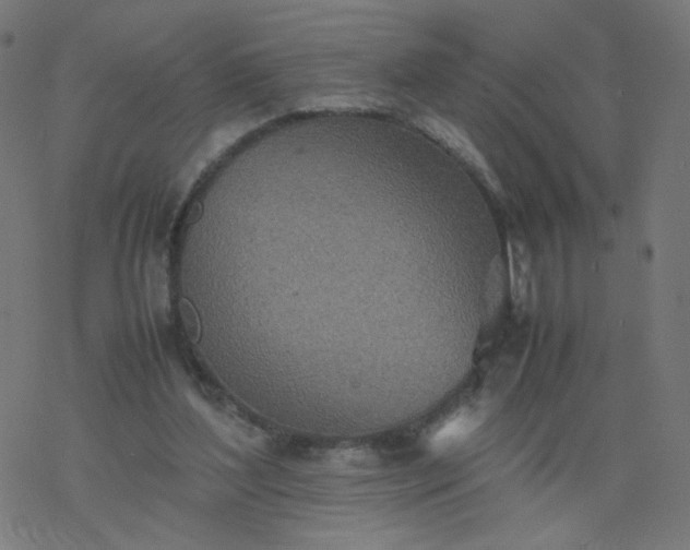 X0000077360204200611031854