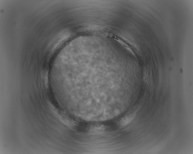 X0000077360206200611031854