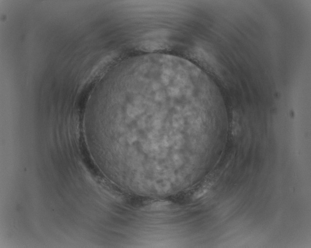 X0000077360210200611031854