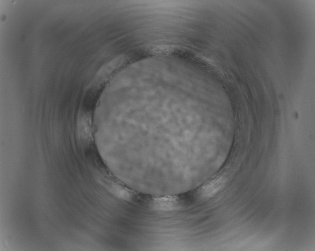 X0000077360240200611031854