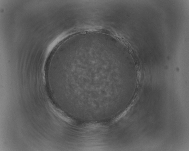 X0000077360246200611031853