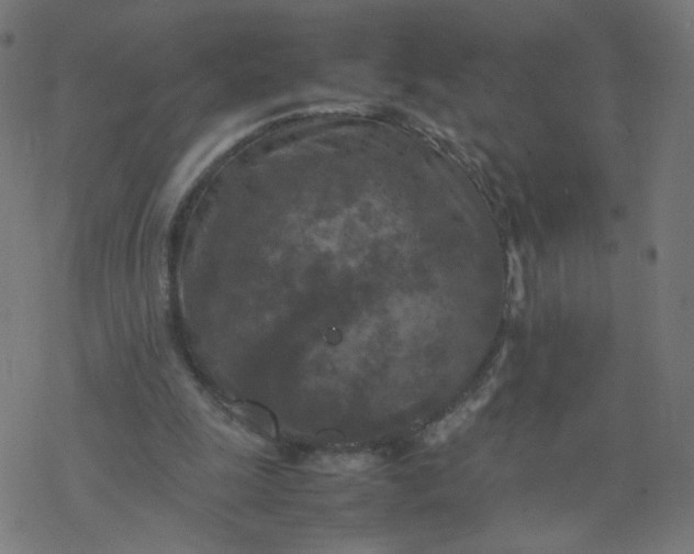 X0000077360247200611031853