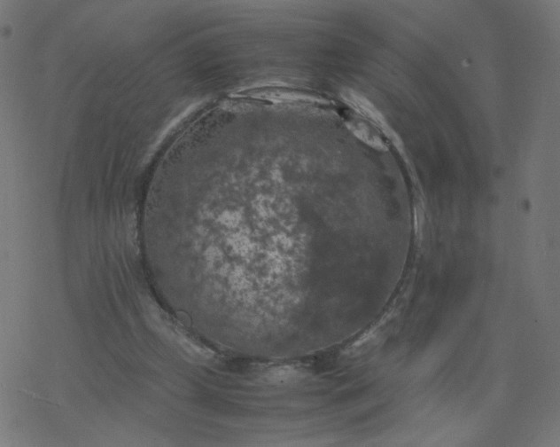 X0000077360249200611031853