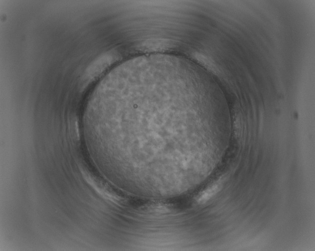 X0000077360254200611031853