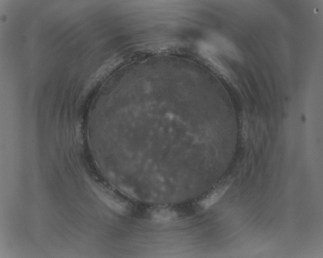 X0000077360258200611031853