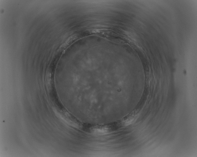 X0000077360263200611031853