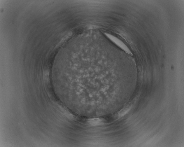 X0000077360269200611031853