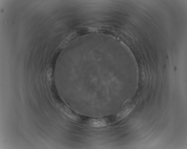 X0000077360275200611031854