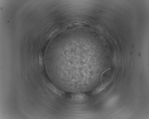 X0000077360282200611031854