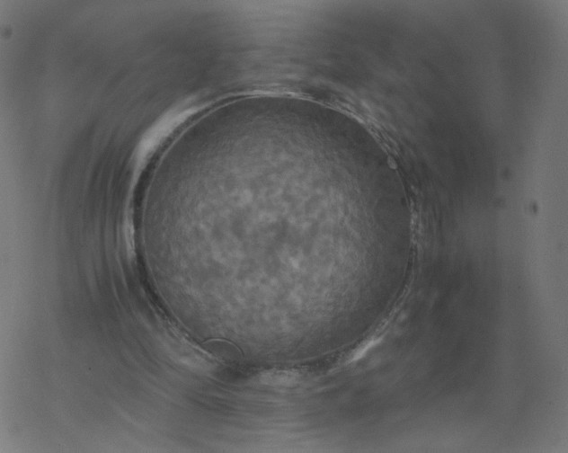 X0000077360294200611031853