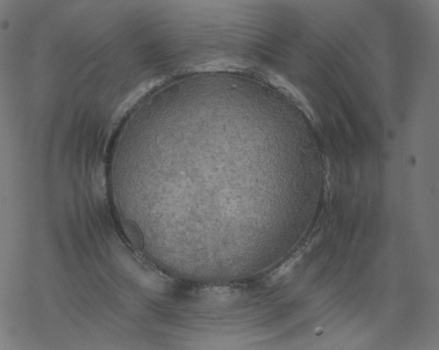 X0000077360298200611031853