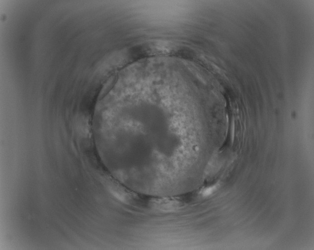 X0000077360331200611031852