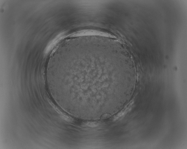 X0000077360341200611031852