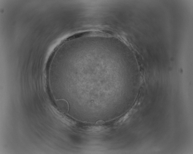 X0000077360342200611031852