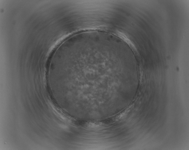 X0000077360346200611031852