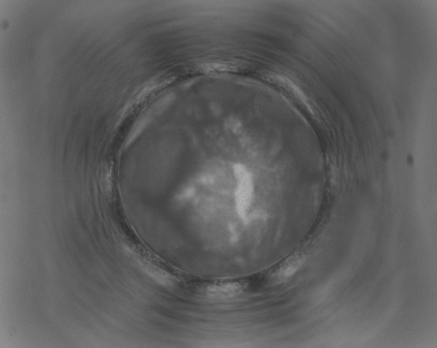 X0000077360357200611031852