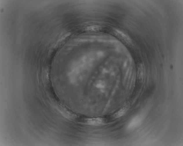 X0000077360363200611031852