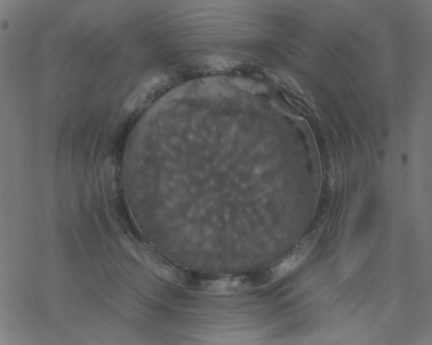 X0000077360366200611031852