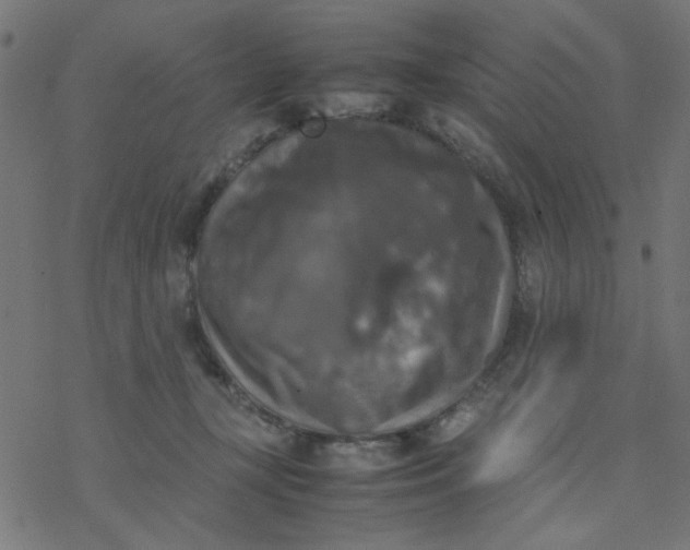 X0000077360367200611031852