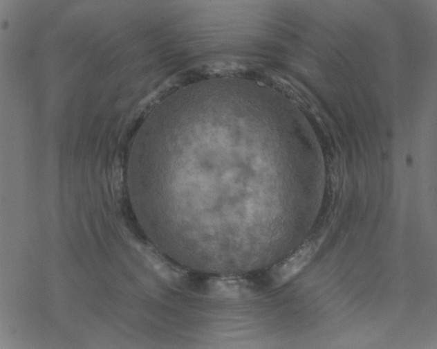 X0000077360372200611031852