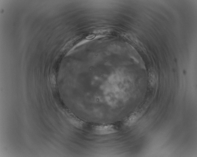 X0000077360375200611031852