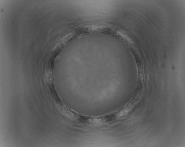 X0000077360419200611031851