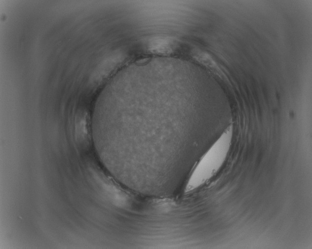 X0000077360424200611031851