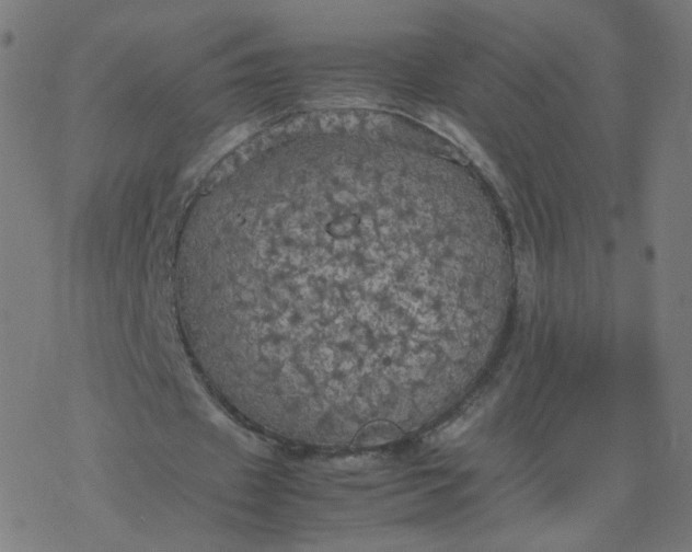 X0000077360433200611031850