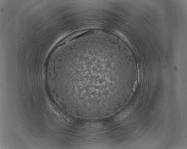 X0000077360435200611031850