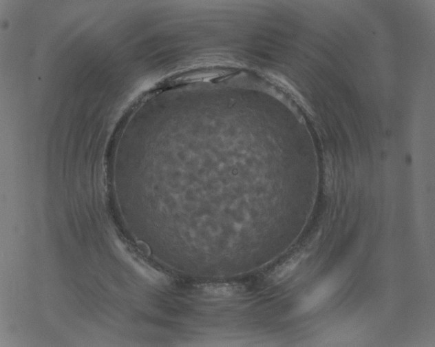 X0000077360439200611031850