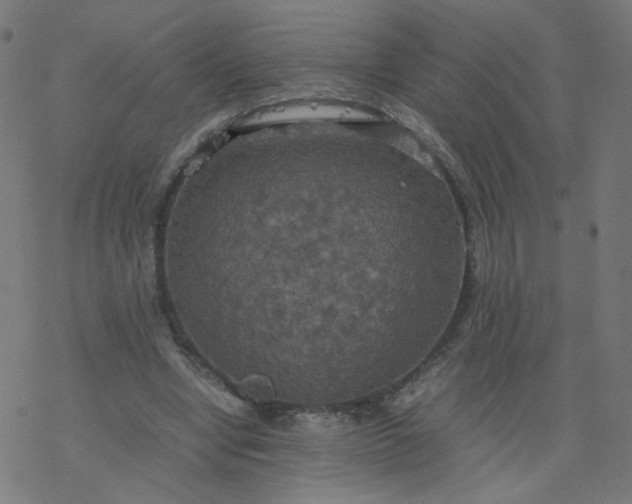 X0000077360442200611031850