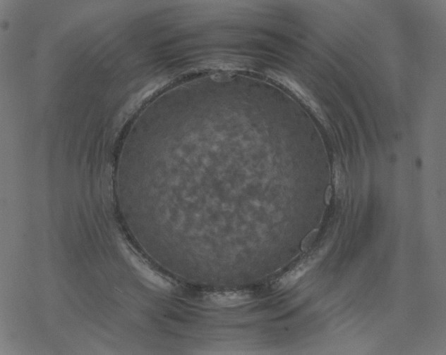 X0000077360445200611031850