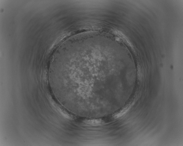 X0000077360449200611031850