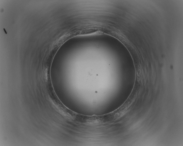 X0000077360454200611031850