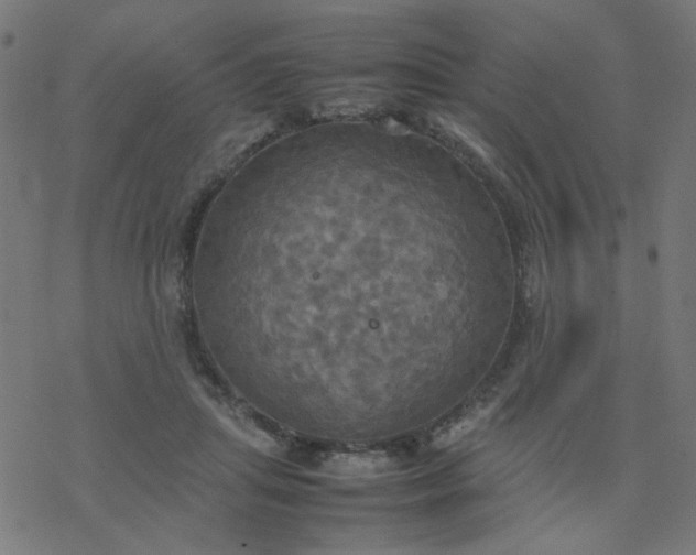 X0000077360455200611031850