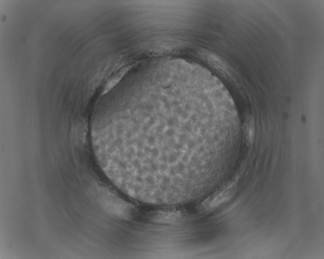 X0000077360458200611031850