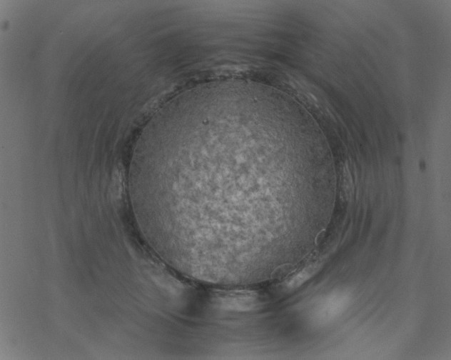 X0000077360463200611031850