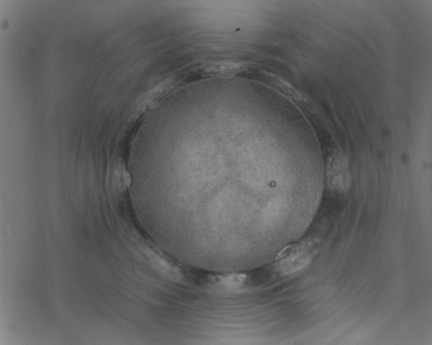 X0000077360474200611031851