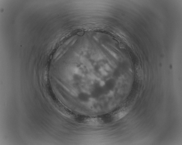 X0000077360499200611031850