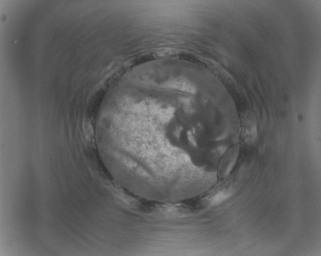 X0000077360523200611031849