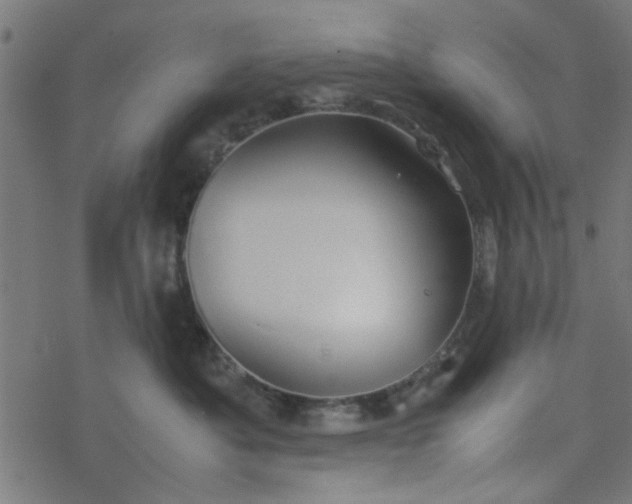 X0000077360525200611031849