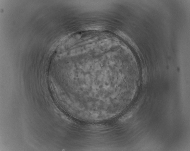 X0000077360529200611031848