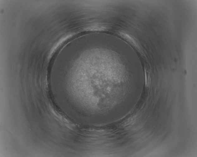 X0000077360531200611031848