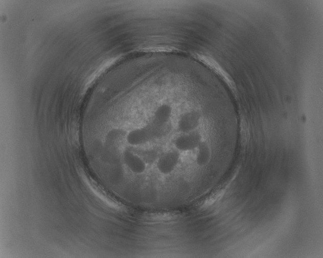 X0000077360533200611031848