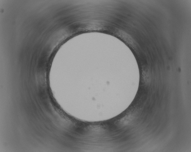 X0000077360534200611031848